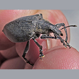 Polyclaeis species